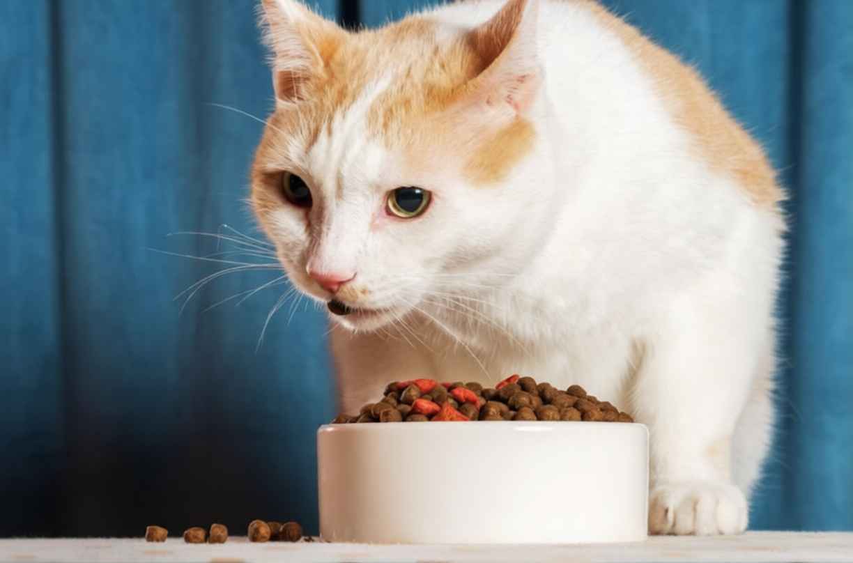 Bıyık Yorgunluğuna İyi Gelen Kedi Mama Kabı