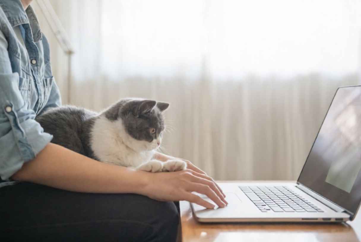 Çalışan Kedi Sahipleri İçin Yaş ve Kuru Mama Besleme Rutini Nasıl Kurulur?