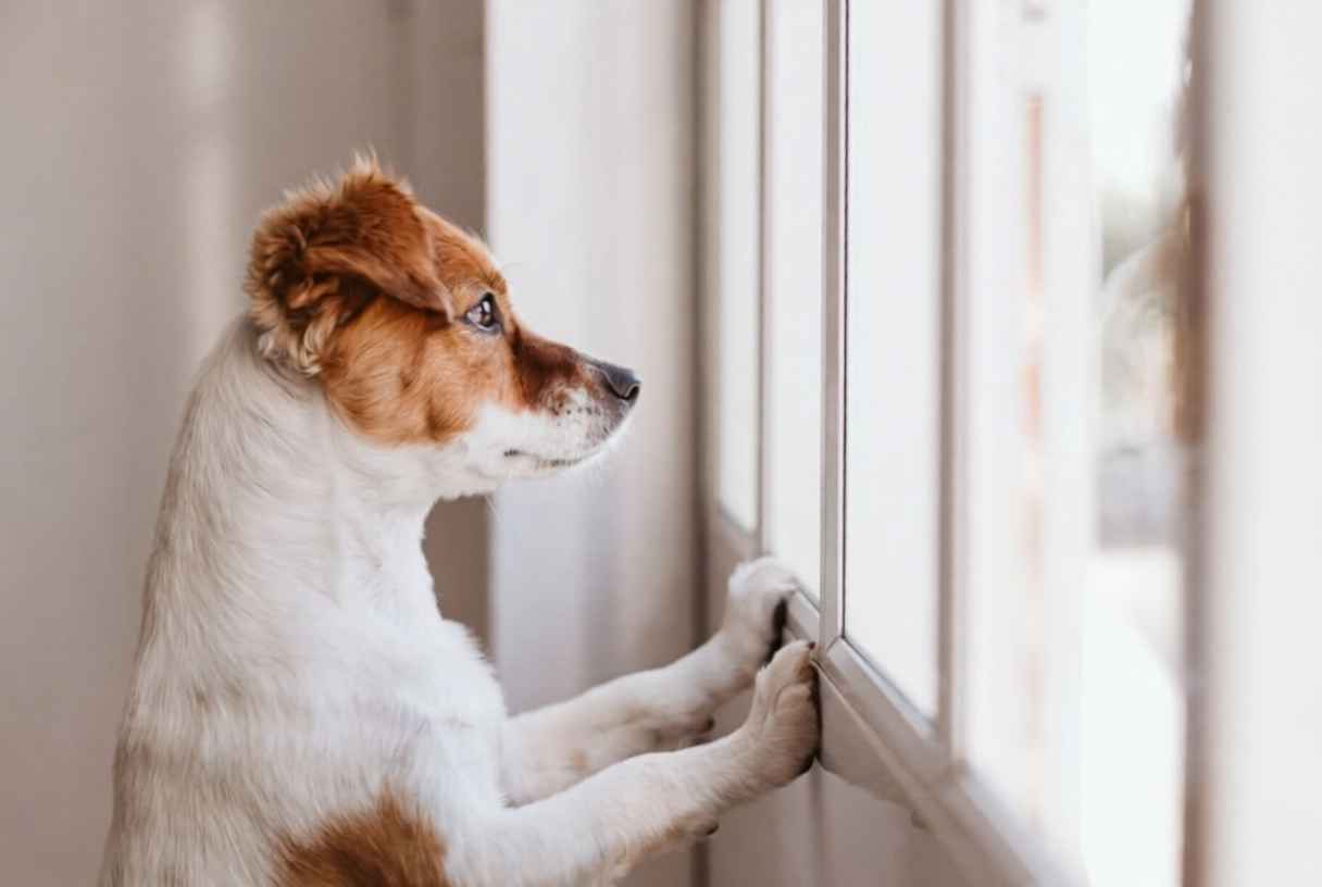 Evde Yalnız Kalan Köpeğin Havlamasını Azaltma Taktikleri