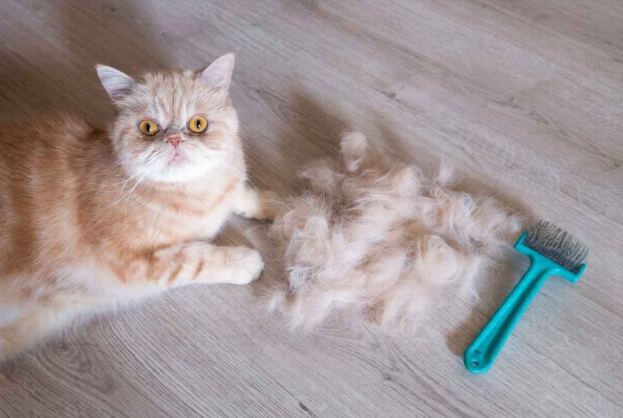 Evdeki Kedi Tüyüyle Başa Çıkmanın En Pratik ve Etkili Yolları