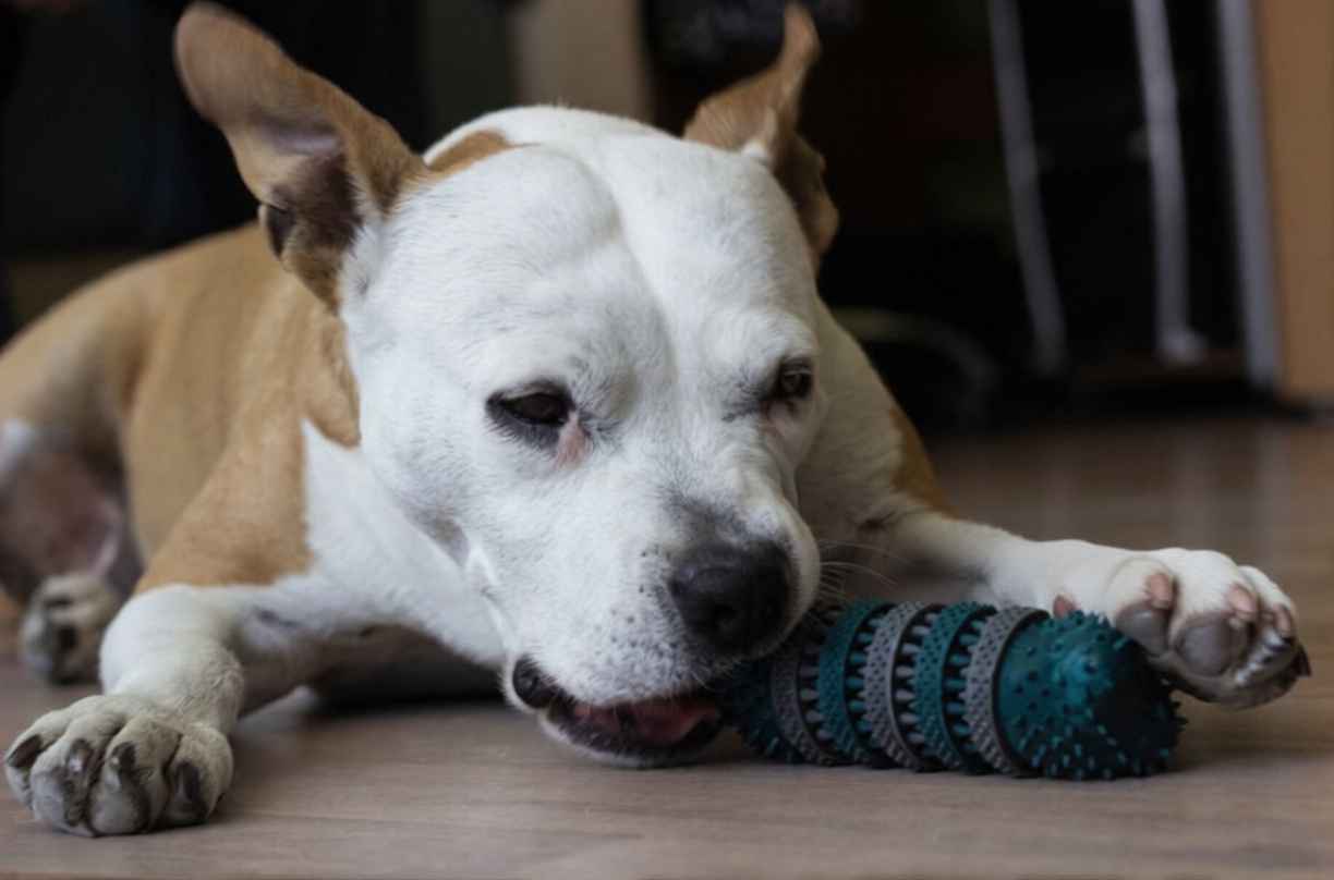 Güçlü Çeneli Köpekler İçin Dayanıklı Oyuncak Önerileri