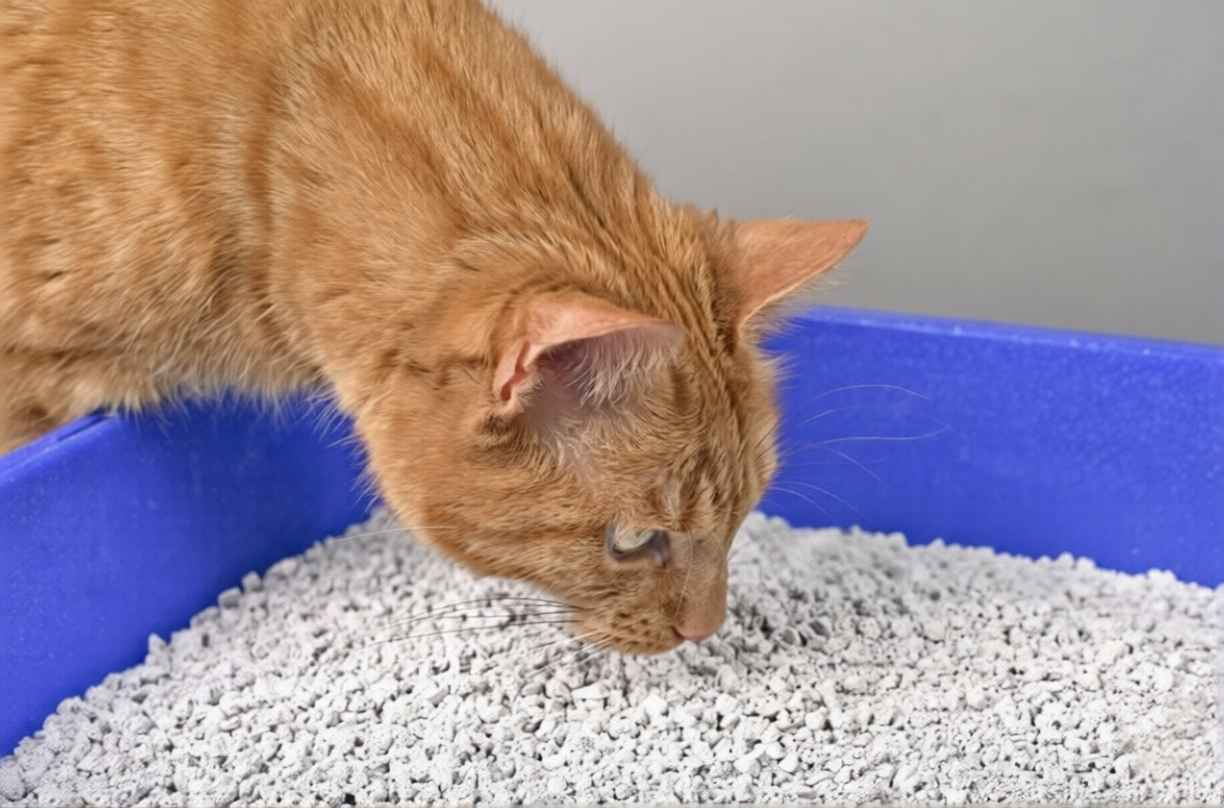 Kedi Kumu Kokusunu Gizleme Yolları