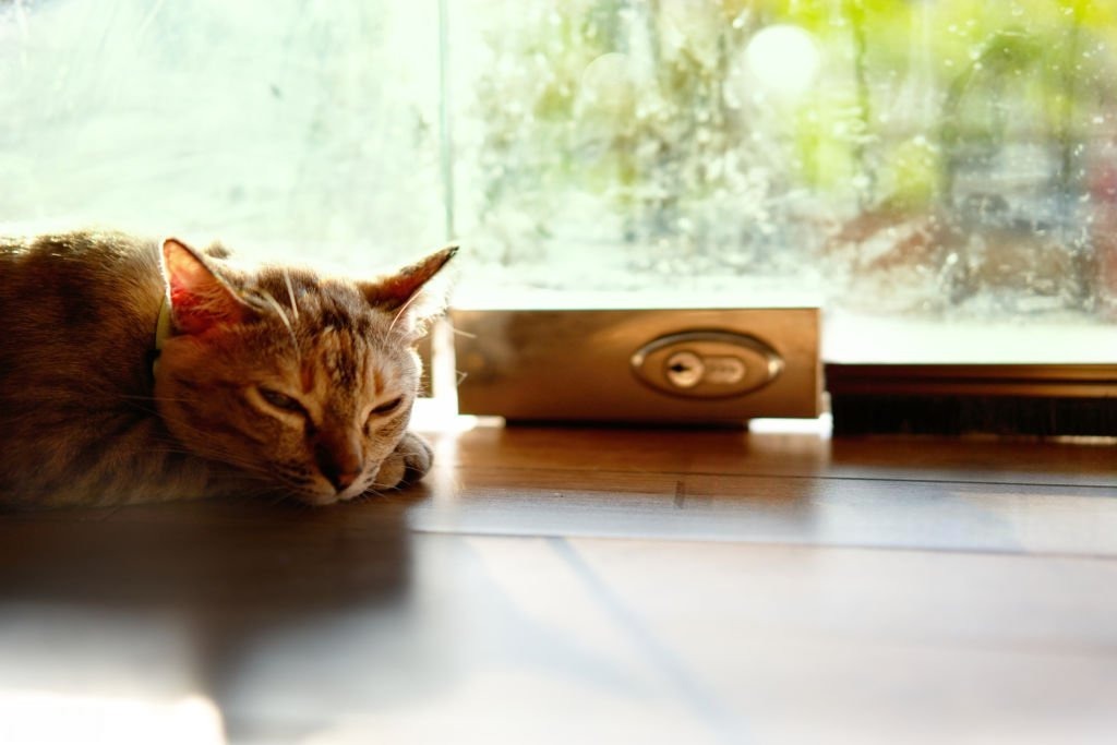 Kediyi Evde Yalnız Bırakırken Dikkat Edilmesi Gerekenler