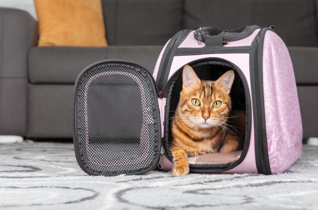 Kediyi Taşıma Çantasına Alıştırmak