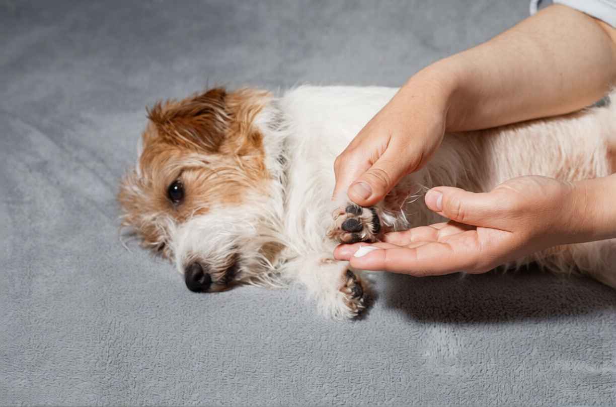 Köpek Pati Bakımı Pati Koruma Yolları