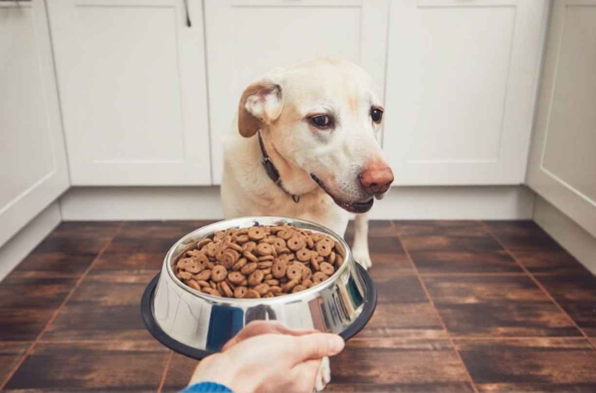Kuru Mama Yemeyen Köpekler İçin İştah Açıcı Tavsiyeler