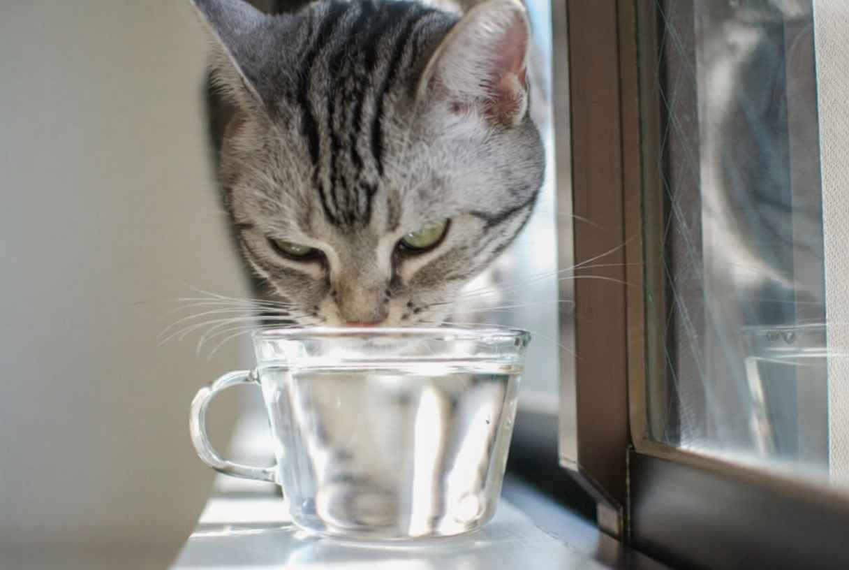 Su İçmeyi Sevmeyen Kediler İçin Taktikler