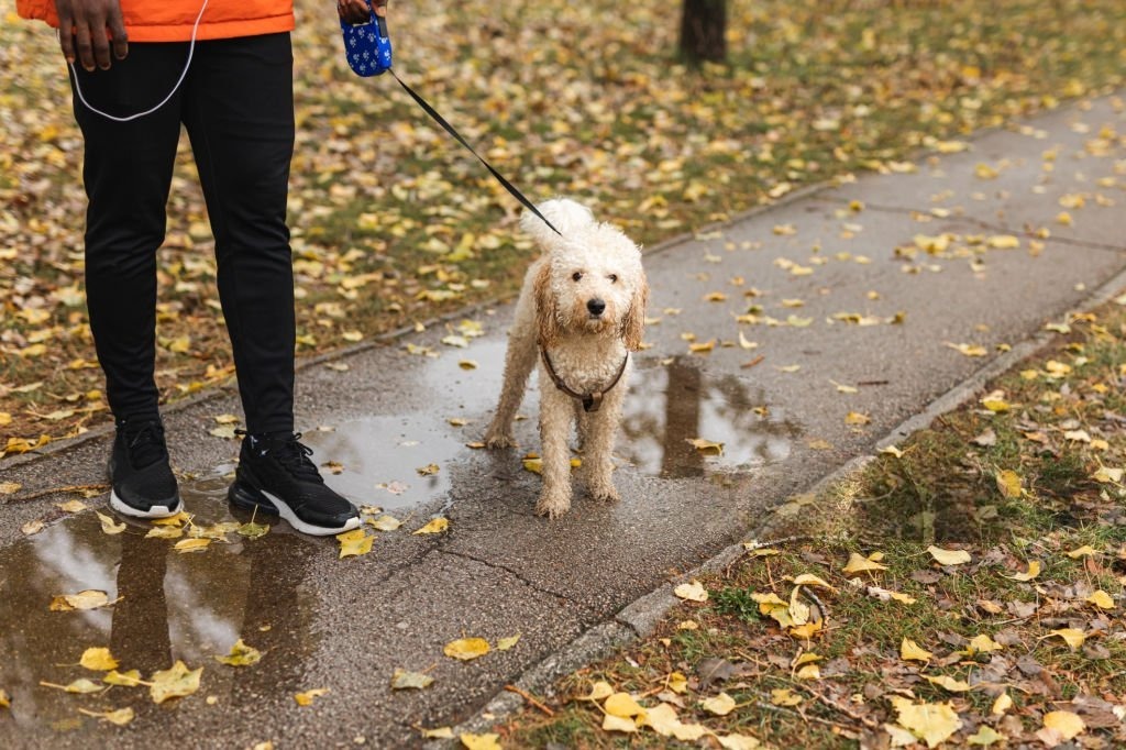 Yağmurlu Havalarda Köpek Pati Temizliği