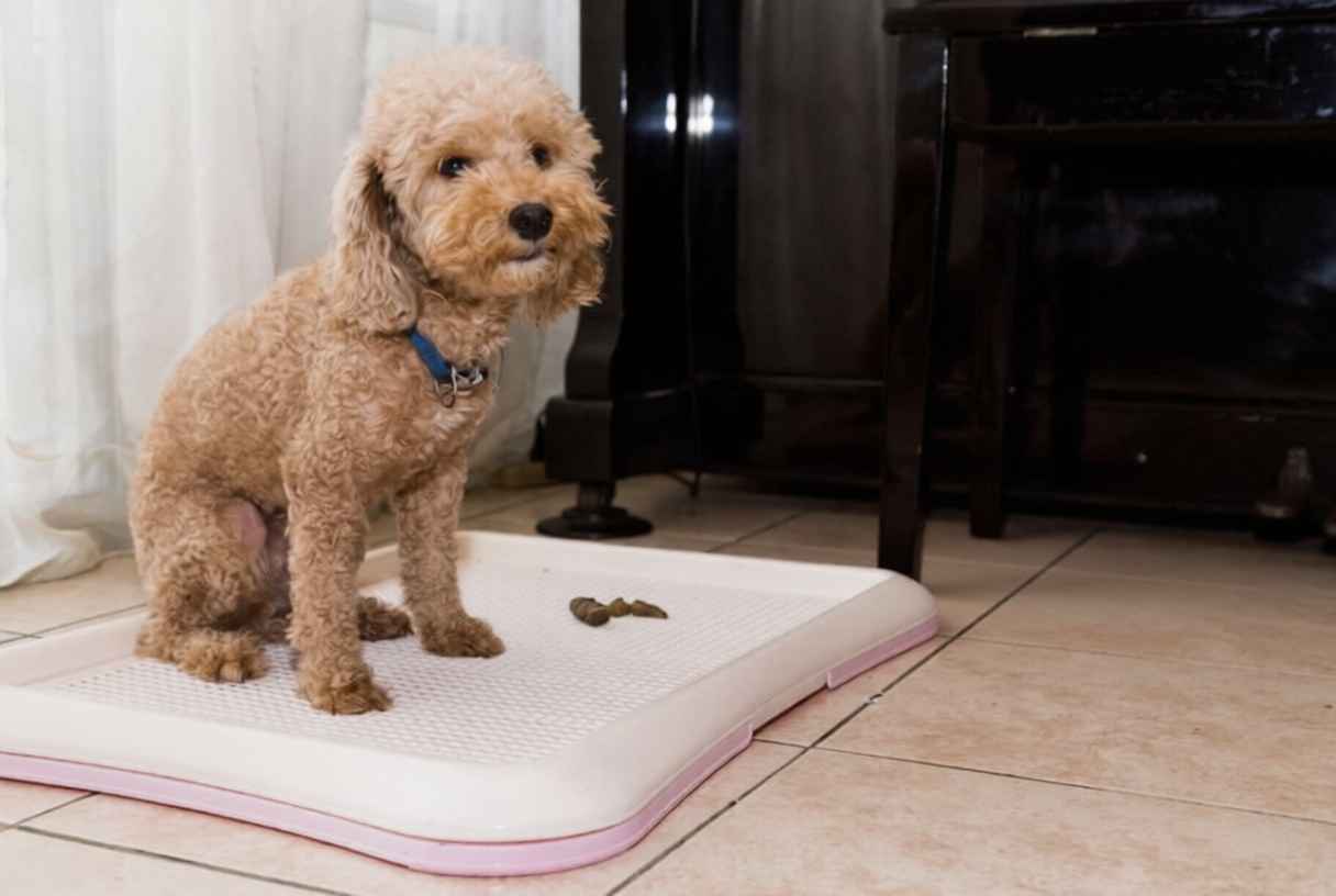 Yavru Köpek Tuvalet Eğitimi