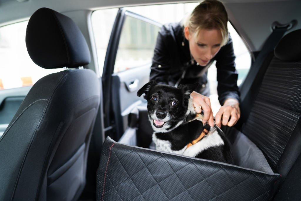 Arabada Köpek İçin Koltuk Örtüsü mü Taşıma Koltuğu mu?