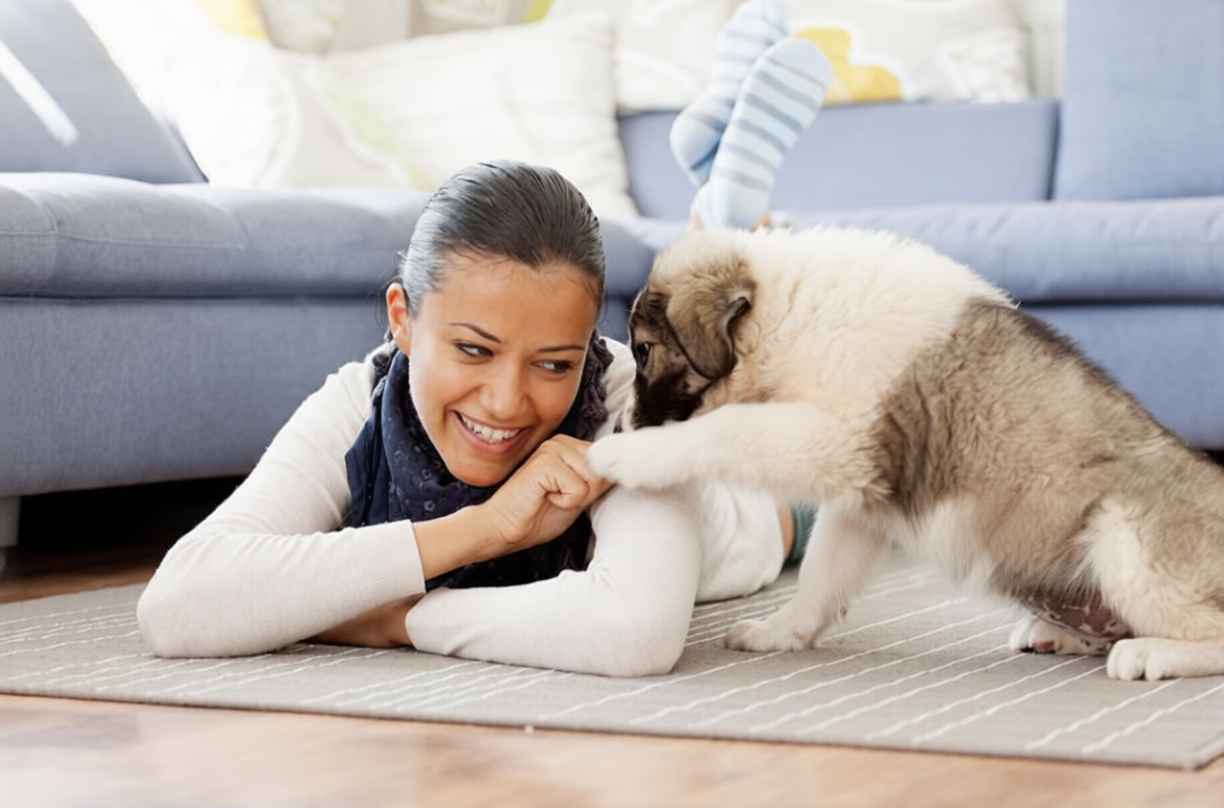 Aşıları Bitmemiş Yavru Köpek Evde Nasıl Sosyalleştirilir