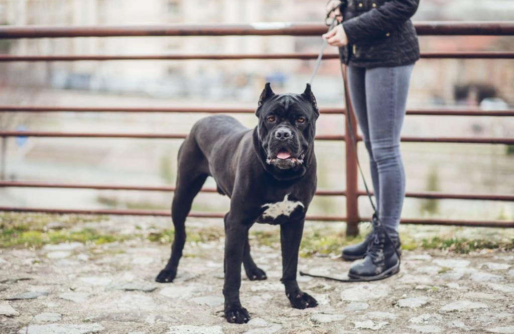 Cane Corso Özellikleri ve Bakımı