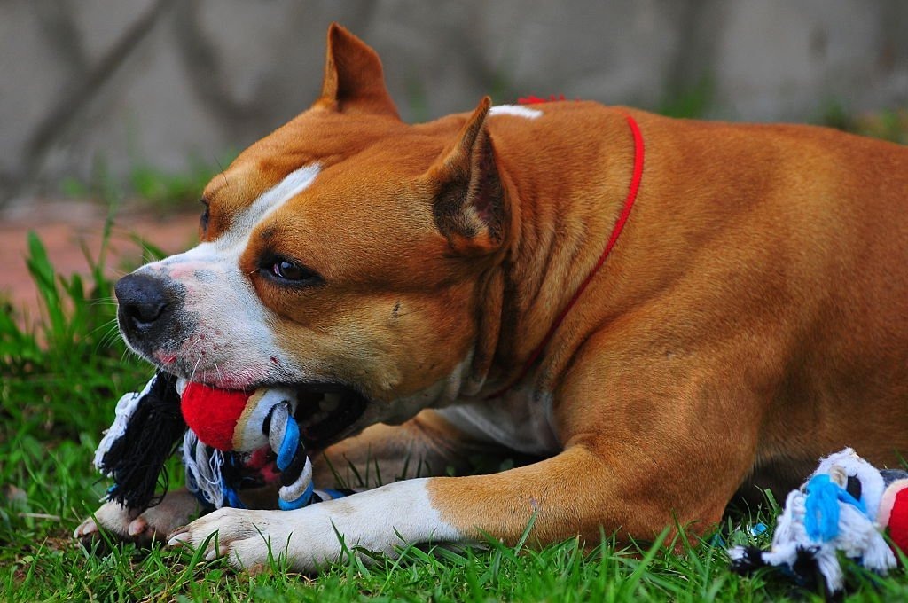 En Dayanıklı Köpek Oyuncakları: Parçalanmaz Kauçuk Rehberi