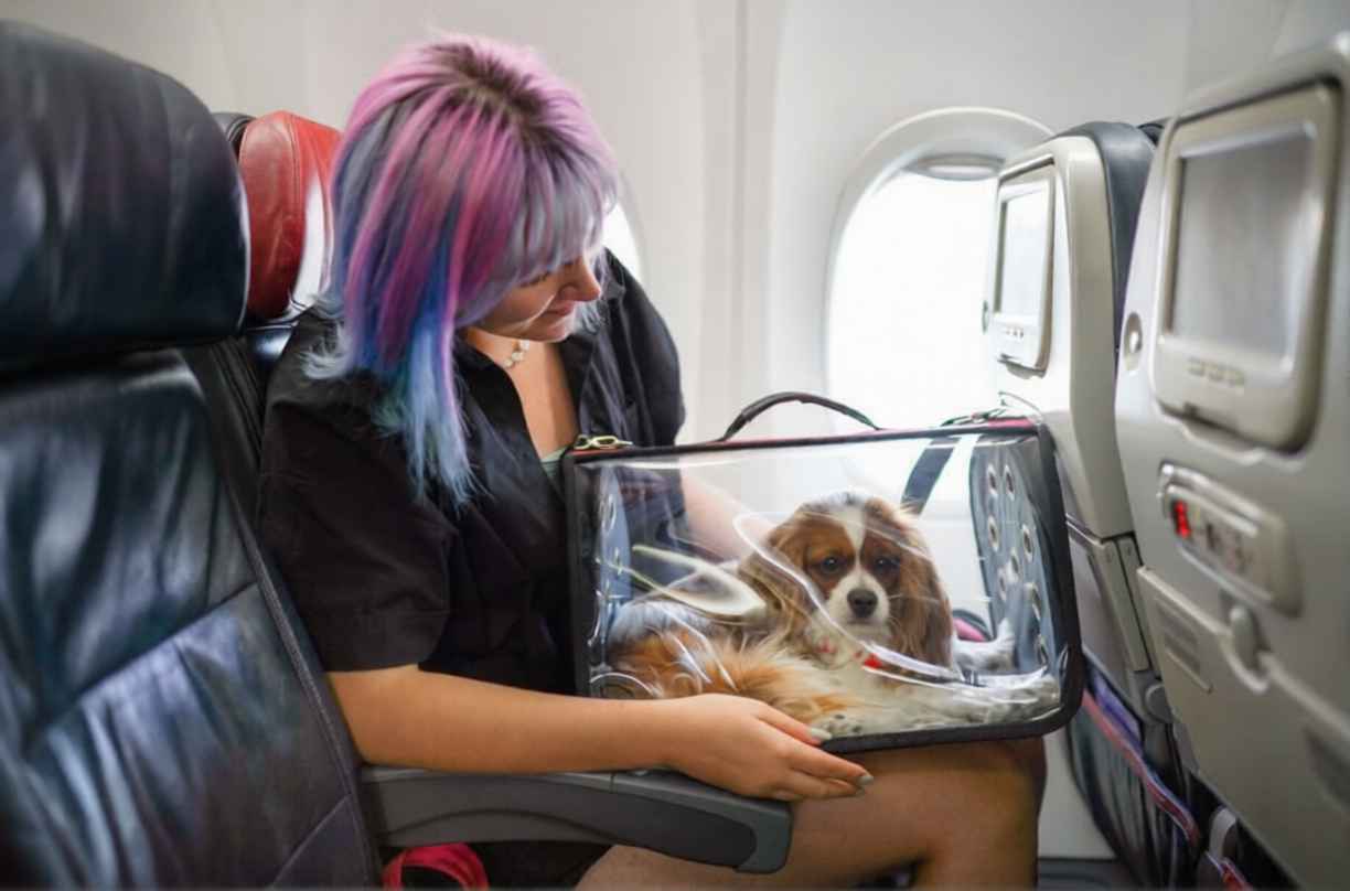Evcil Hayvanla Uçak Seyahati: Uçağa Kabul Garantili Kabin Boy Çanta Rehberi
