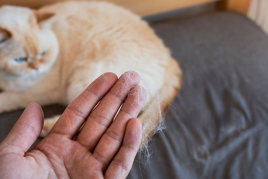 Evdeki Kedi Tüyü Nasıl Temizlenir