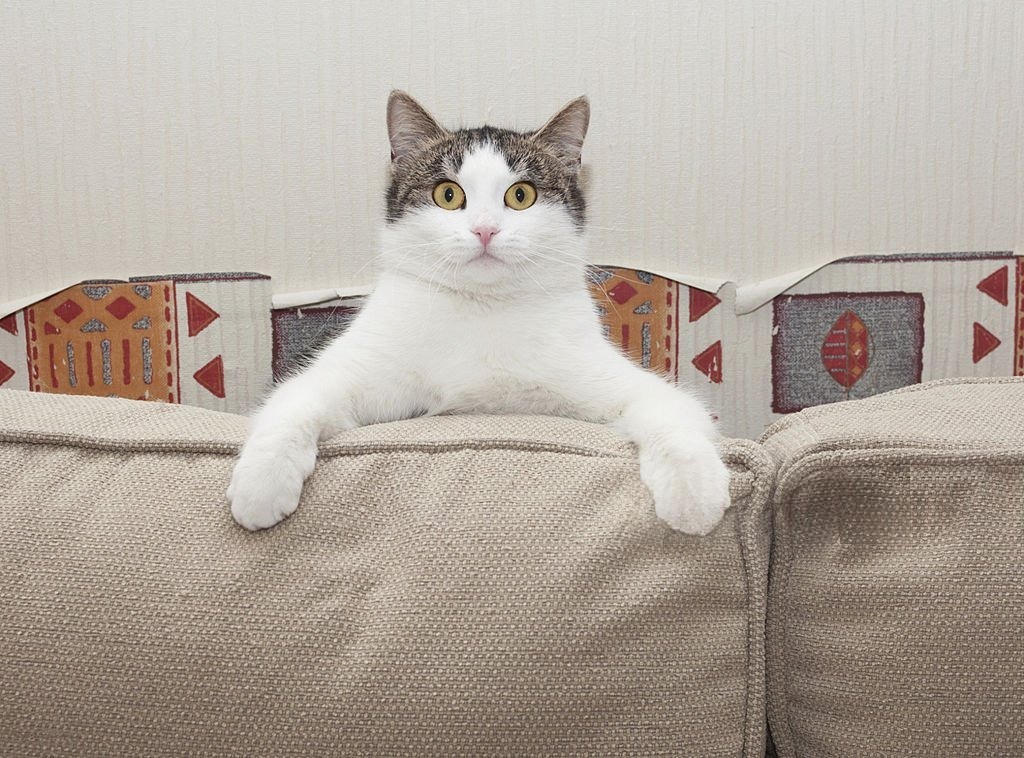 Eve Yeni Gelen Yetişkin Kedi İlk Hafta Nasıl Rahatlatılır