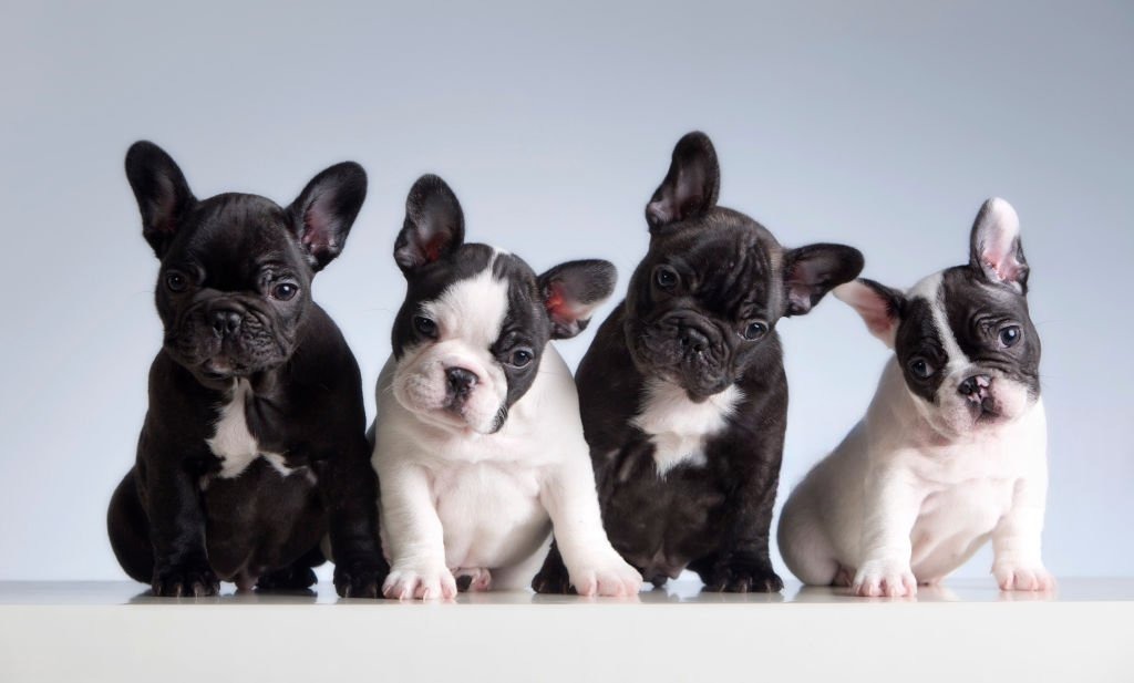 French Bulldog Özellikleri ve Bakımı