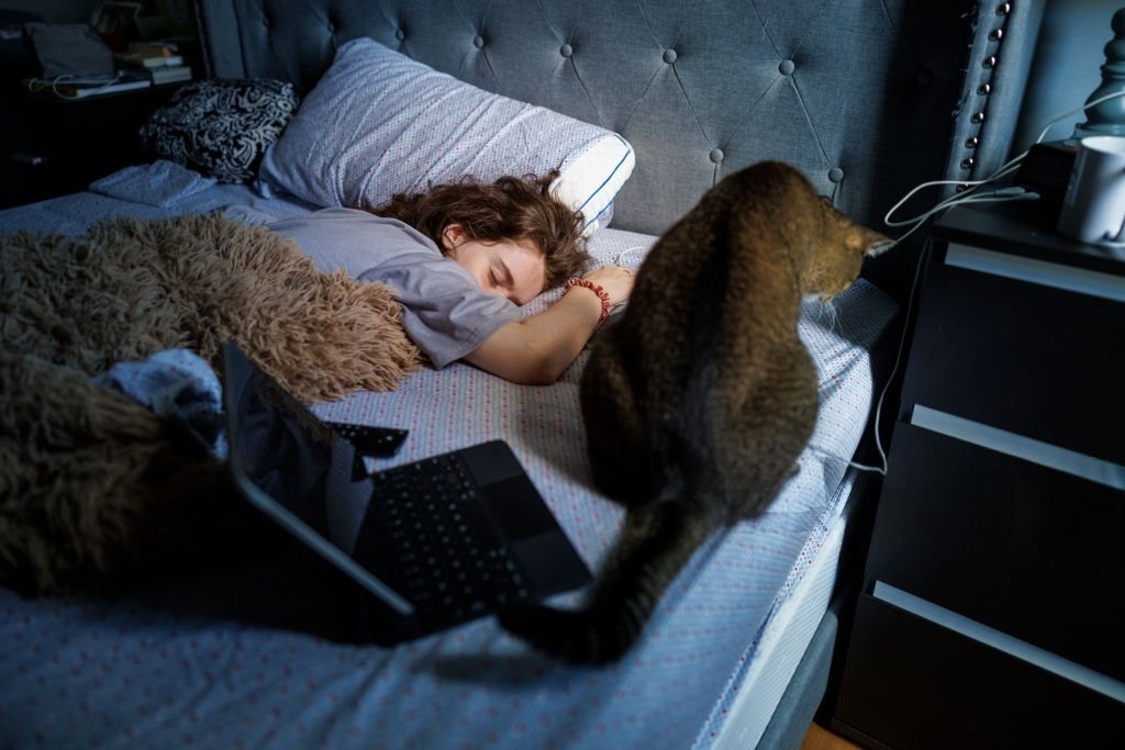 Gece Uyumayan ve Miyavlayan Kedileri Sakinleştirme Rehberi