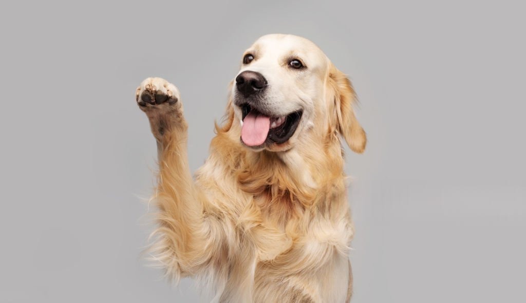 Golden Retriever Evde Bakılır mı?