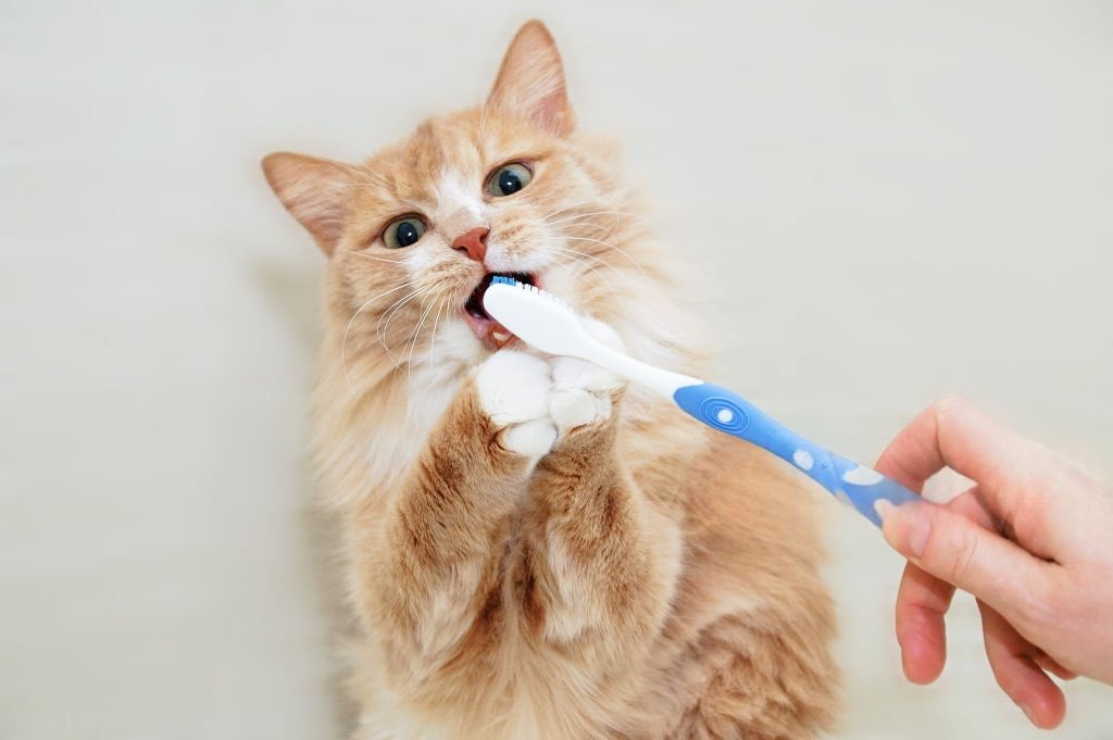 Kedi Diş Fırçalama Rehberi