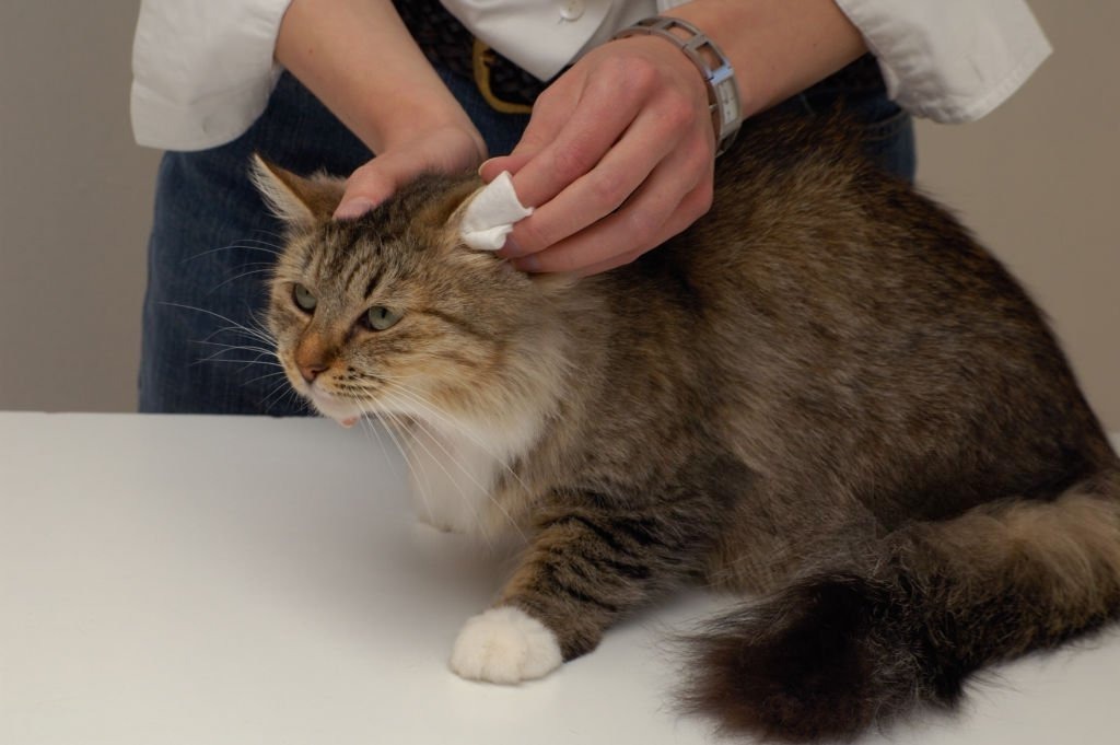 Kedi Kulak Temizliği Nasıl Yapılır