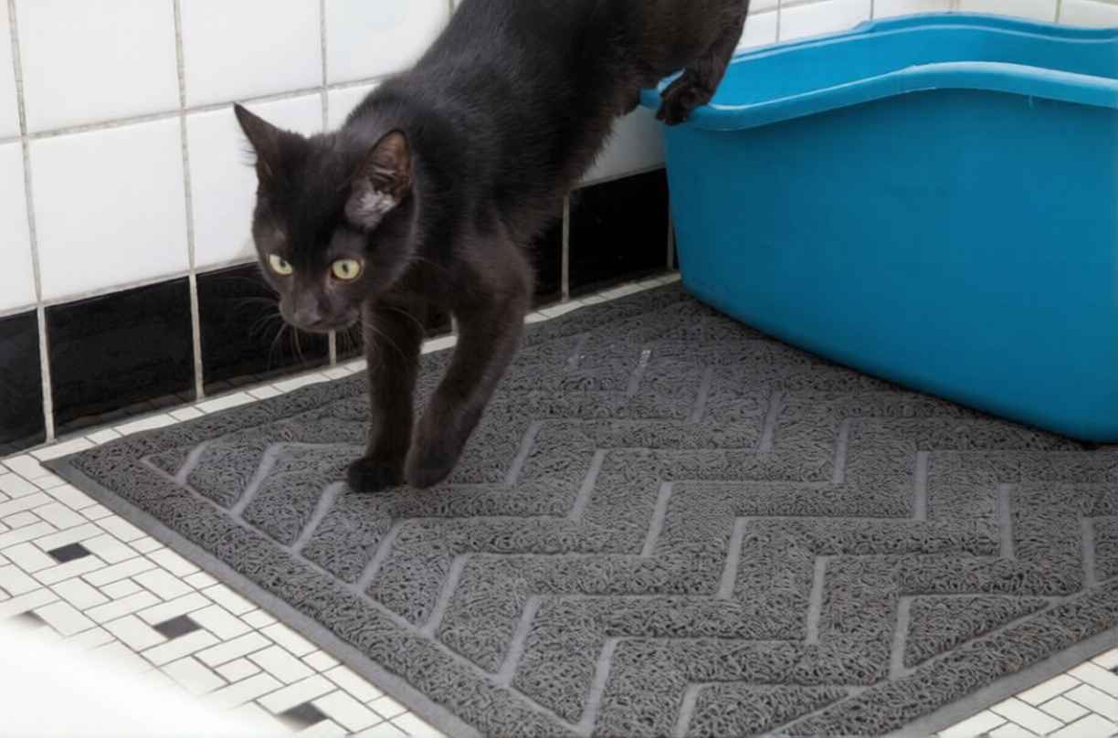 Kedi Kumunun Eve Dağılmasını Önleyen Paspas Seçimi ve Kutu Düzeni