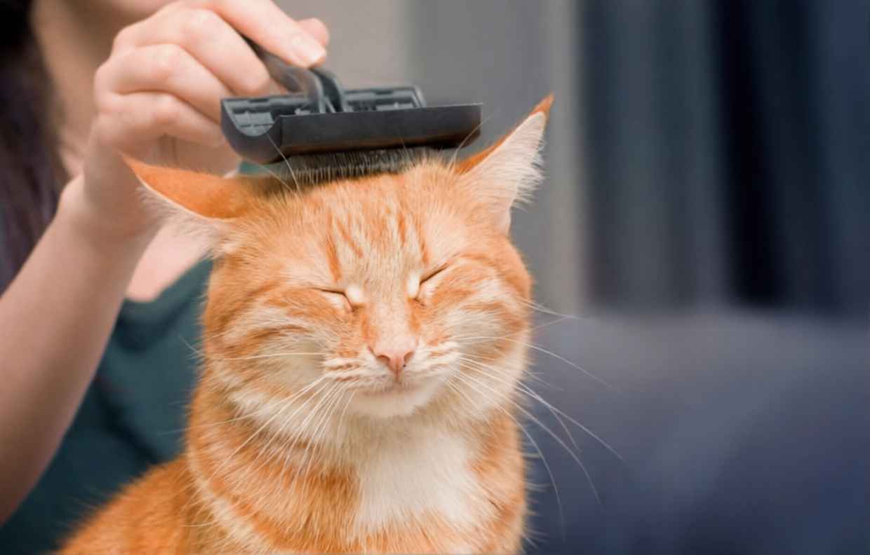 Kedi Tarağı Nasıl Seçilir