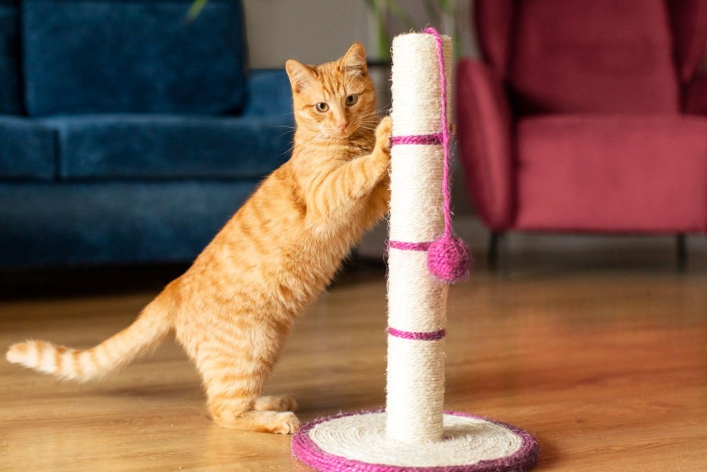 Kedi Tırmalama Tahtası Seçimi