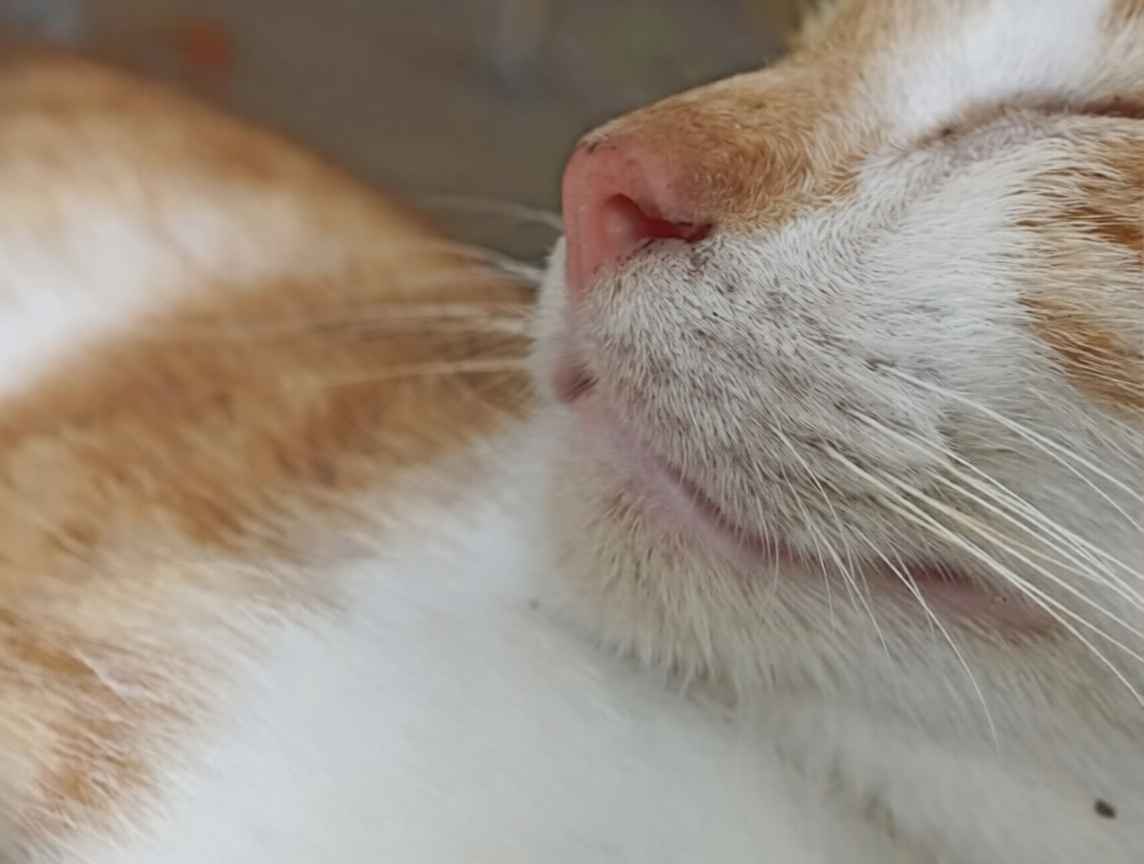 Kedilerde Çene Aknesi Neden Olur? Siyah Noktalara Karşı En Sağlıklı Mama Kabı Modelleri