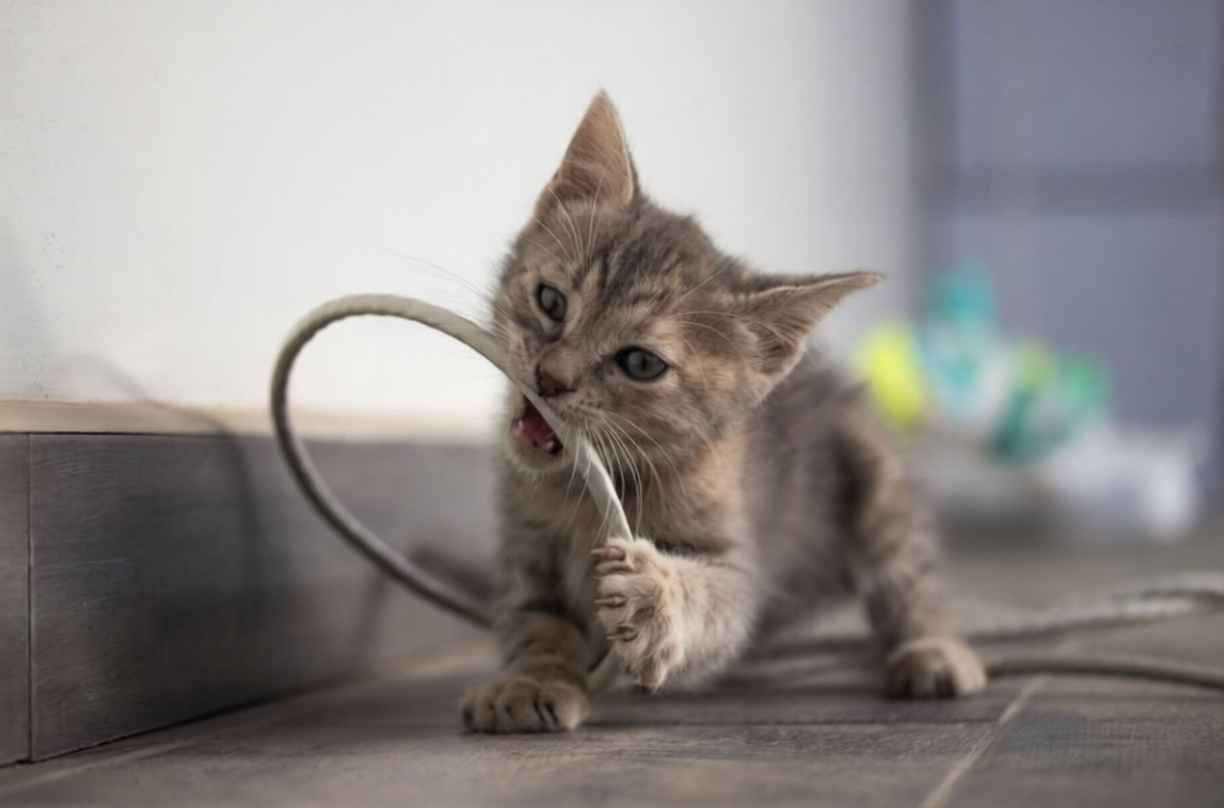 Kedilerde Kablo Kemirme Nasıl Engellenir