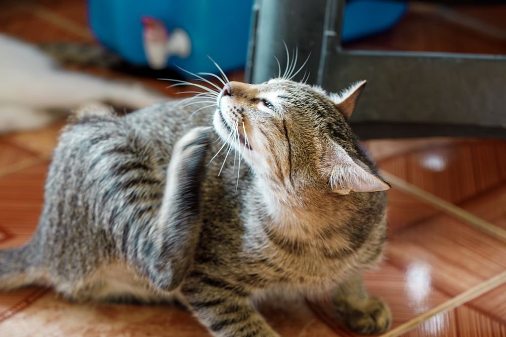 Ev Kedisine Pire Nereden Gelir?