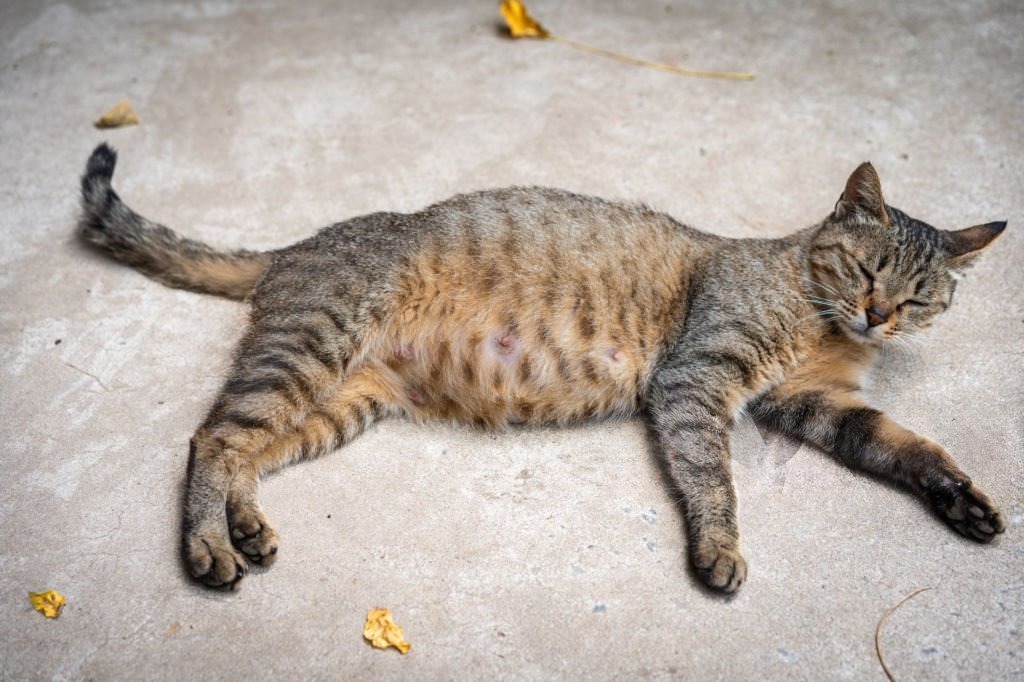 Kedilerde Sarkan Göbek (İlkel Kese)