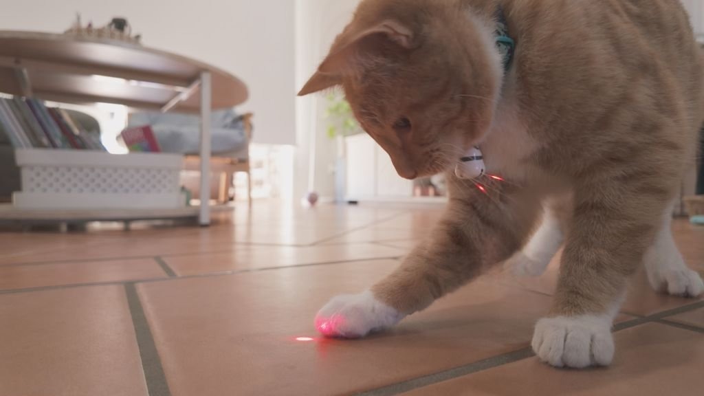 Kediyle Lazerle Oynamak Zararlı mı? En İyi Akıllı Kedi Oyuncakları