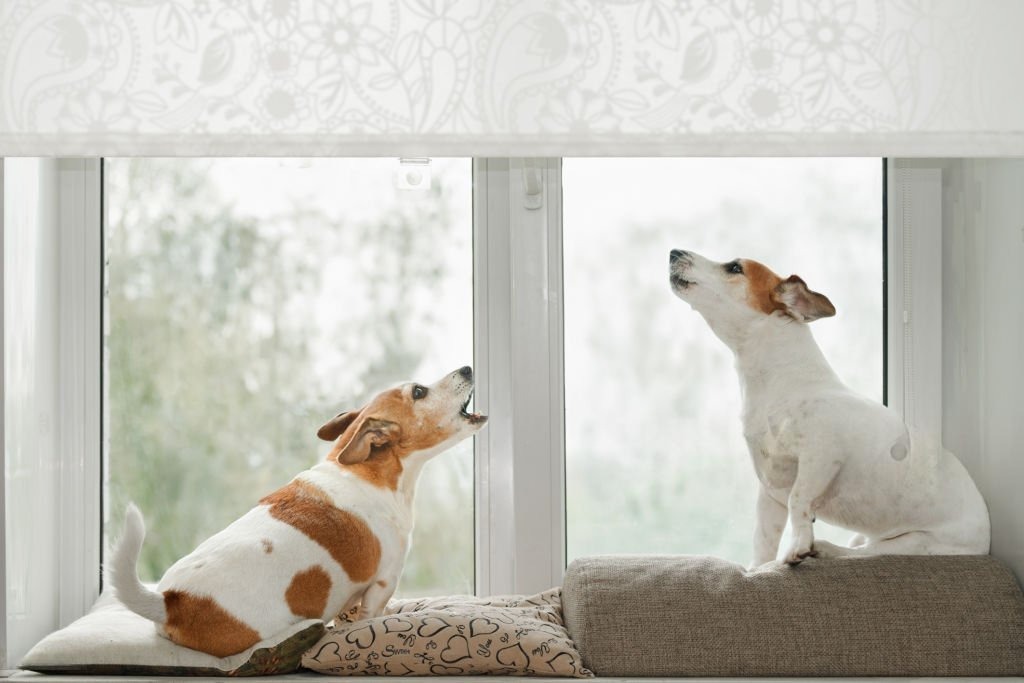 Köpeğim Evde Yalnız Kalamıyor ve Havlıyor Ne Yapmalıyım?