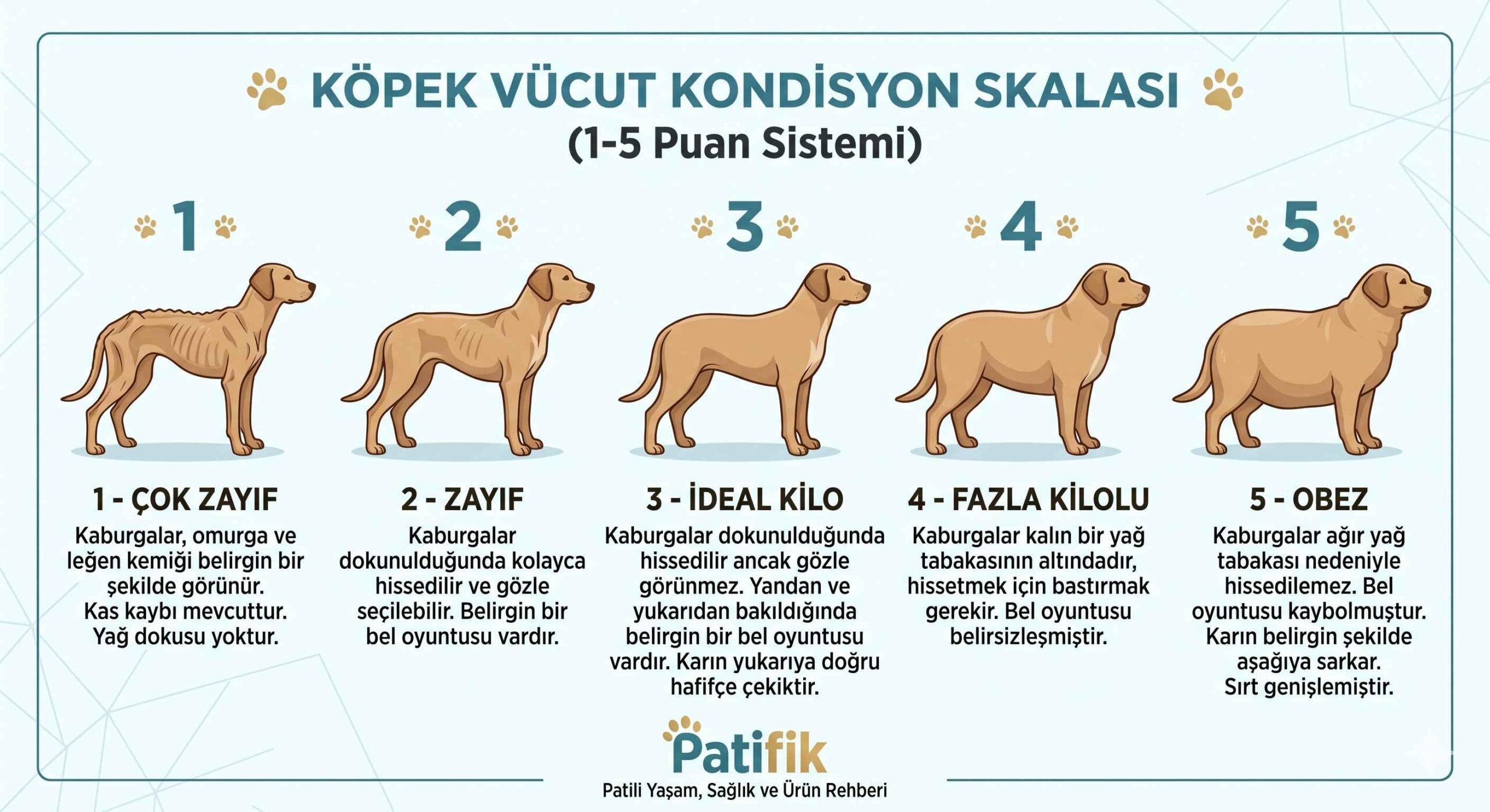 Köpek Vücut Kondisyon Skalası