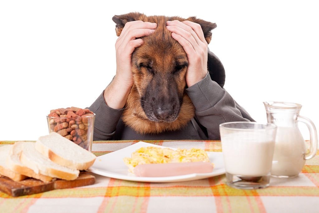 Köpekler Kuru Mamayı Neden Yemez? Sağlıklı İştah Açıcılar (Topper)