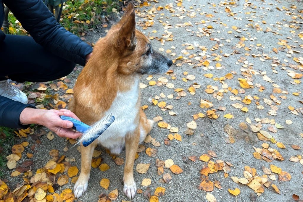 Köpeklerde Mevsimsel Tüy Dökümü