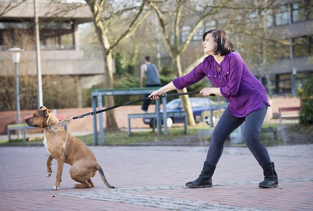 Köpeklerde Tasma Çekiştirme Sorunu Nasıl Çözülür