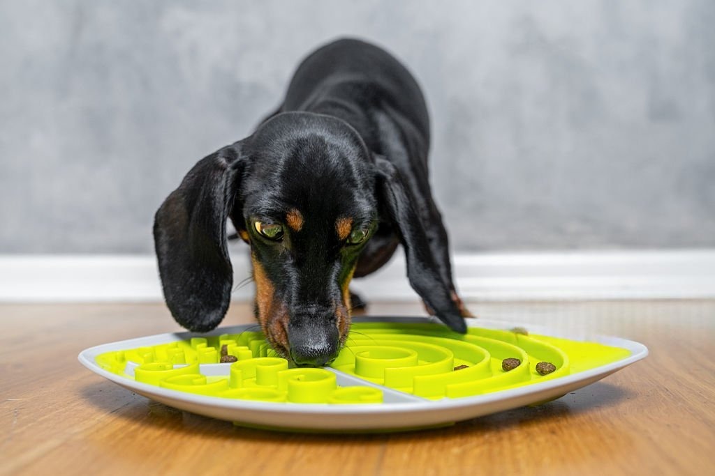 Köpekler İçin Yavaş Yeme Kabı