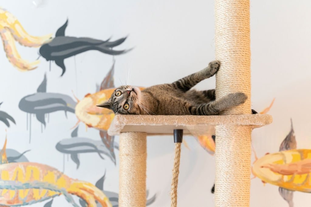 Küçük Evde Kediye Özel Alan Yaratmak