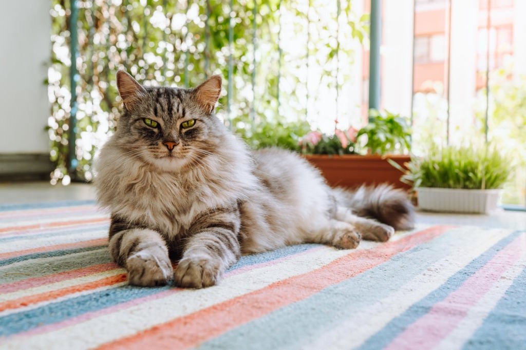 Maine Coon Özellikleri ve Bakımı