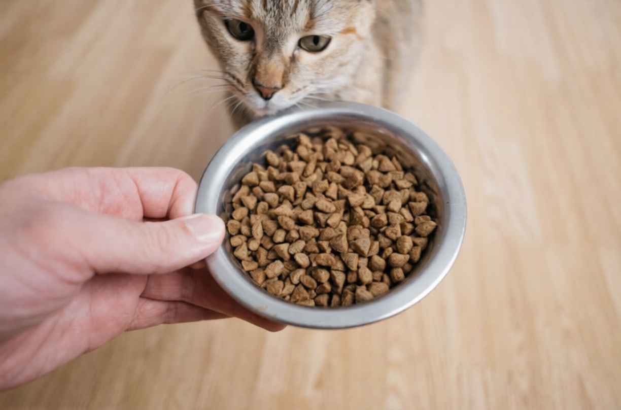Mama Seçen İnatçı Kediler İçin Sağlıklı Beslenme ve Mama Geçiş Taktikleri