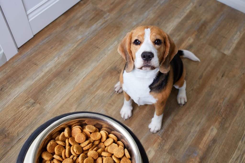 Midesi Hassas Köpeklerde Mama Değişimi