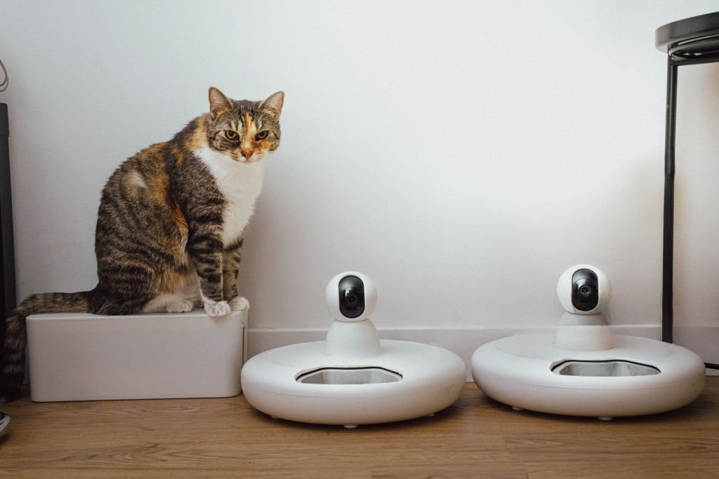 Mikroçipli Akıllı Kedi Mama Kabı Seçimi