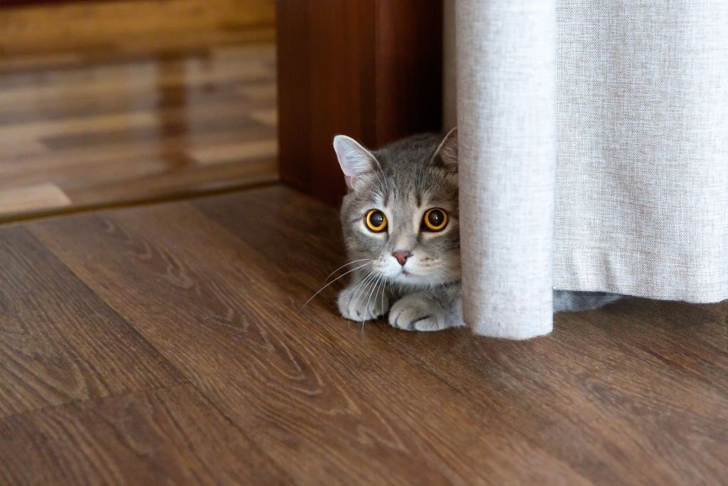 Misafir Geldiğinde Saklanan Kedi Nasıl Rahatlar