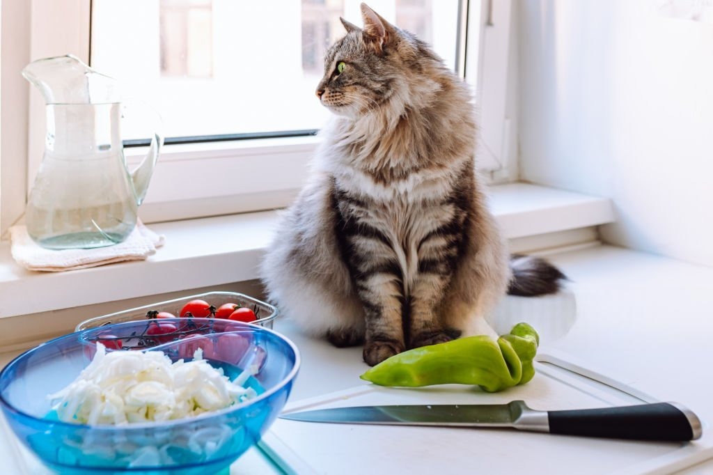 Mutfak Tezgahına Çıkan Kediler İçin Kesin ve Zararsız Çözümler