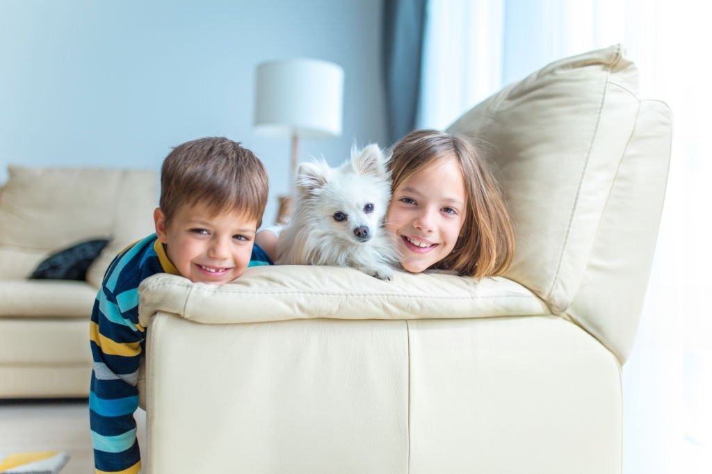 Pomeranian (Boo) Apartmanda Bakılır mı?