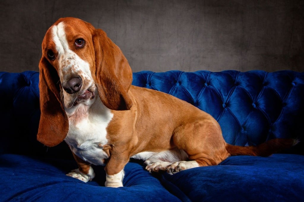 Sarkık Kulaklı Köpeklerde Kulak Temizliği