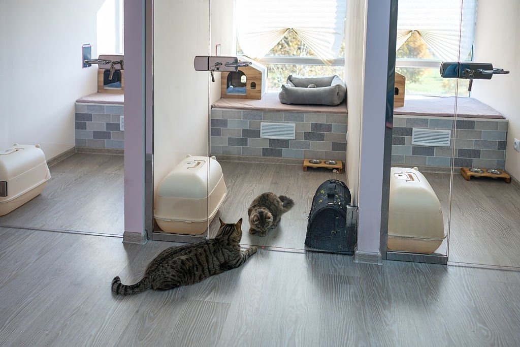 Tatile Çıkarken Kedi Evde mi Kalmalı, Kedi Otelinde mi?