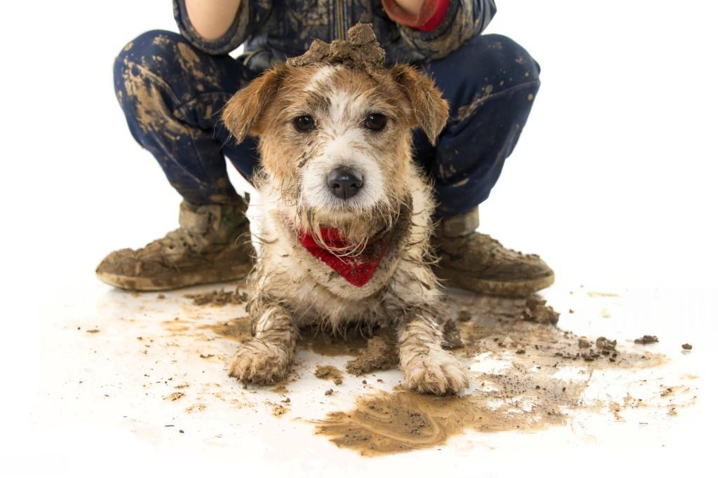 Yağmurlu Havada Köpek Bakımı